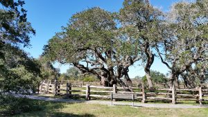 Aransas County Birding Big Tree Goose Island State Park 6