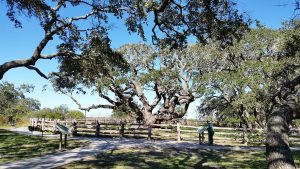 Aransas County Birding Big Tree Goose Island State Park 7