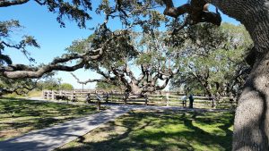 Aransas County Birding Big Tree Goose Island State Park 8