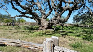 Aransas County Birding Big Tree Goose Island State Park 3