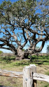 Aransas County Birding Big Tree Goose Island State Park 2