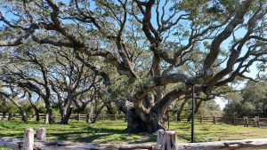 Aransas County Birding Big Tree Goose Island State Park 1