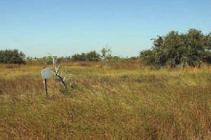 Aransas County Birding Old Salt Lake Road 