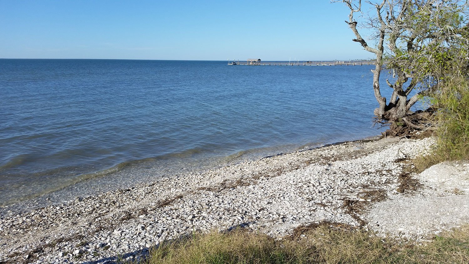 Aransas Pathways Birding
Murph Park Airport Park 4