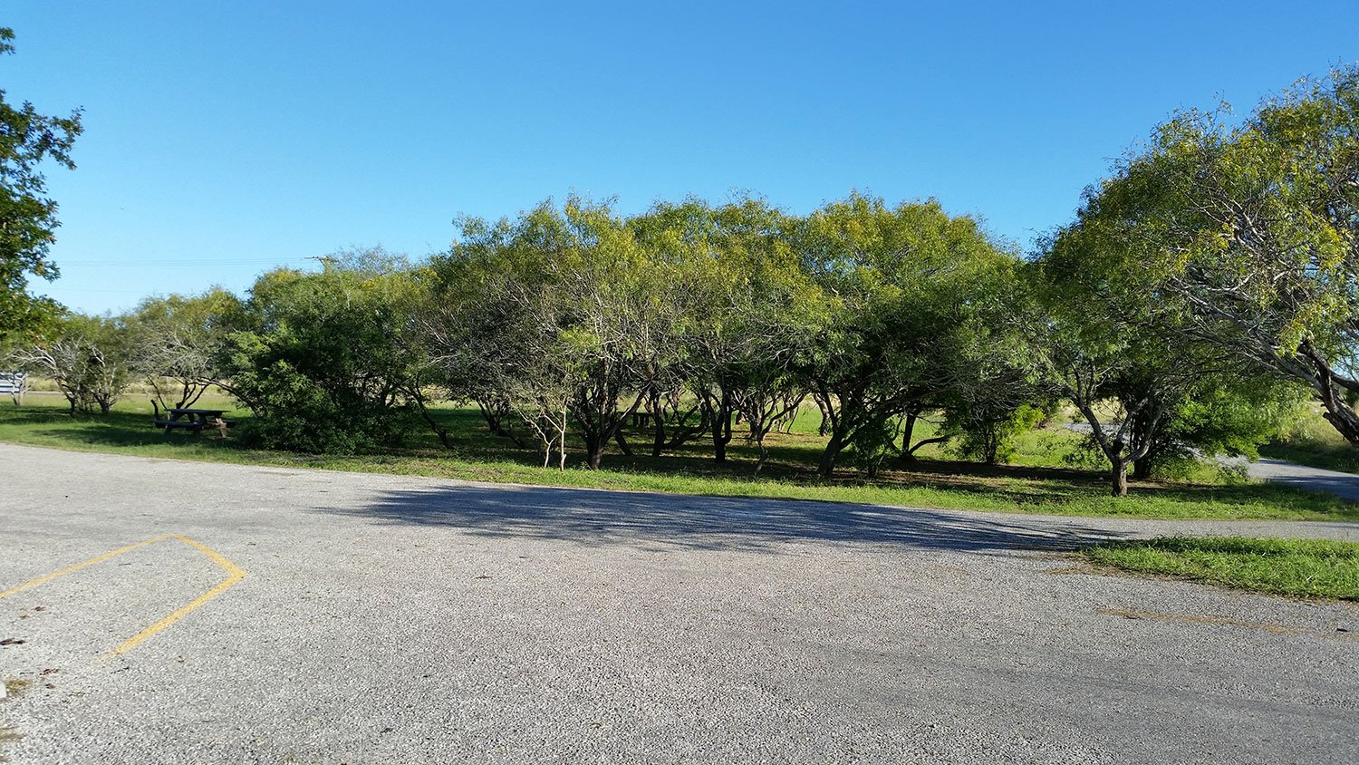 Aransas Pathways Birding
Murph Park Airport Park 5