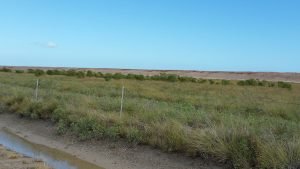 Aransas Pathways site Kayaking Swan Lake Birding 4