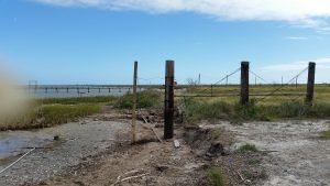 Aransas Pathways site Kayaking Swan Lake Birding 5