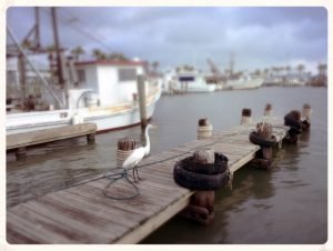 Aransas Pathways Birding Fulton Harbor 4