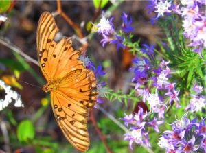 Aransas Pathways Birding Ivy Lane