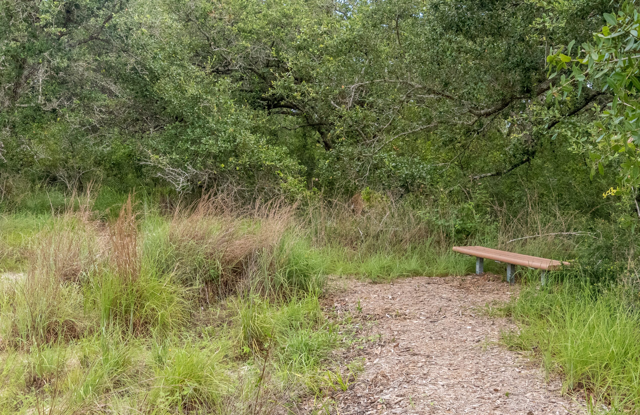 Aransas Pathways Birding Henderson Habitat Preserve