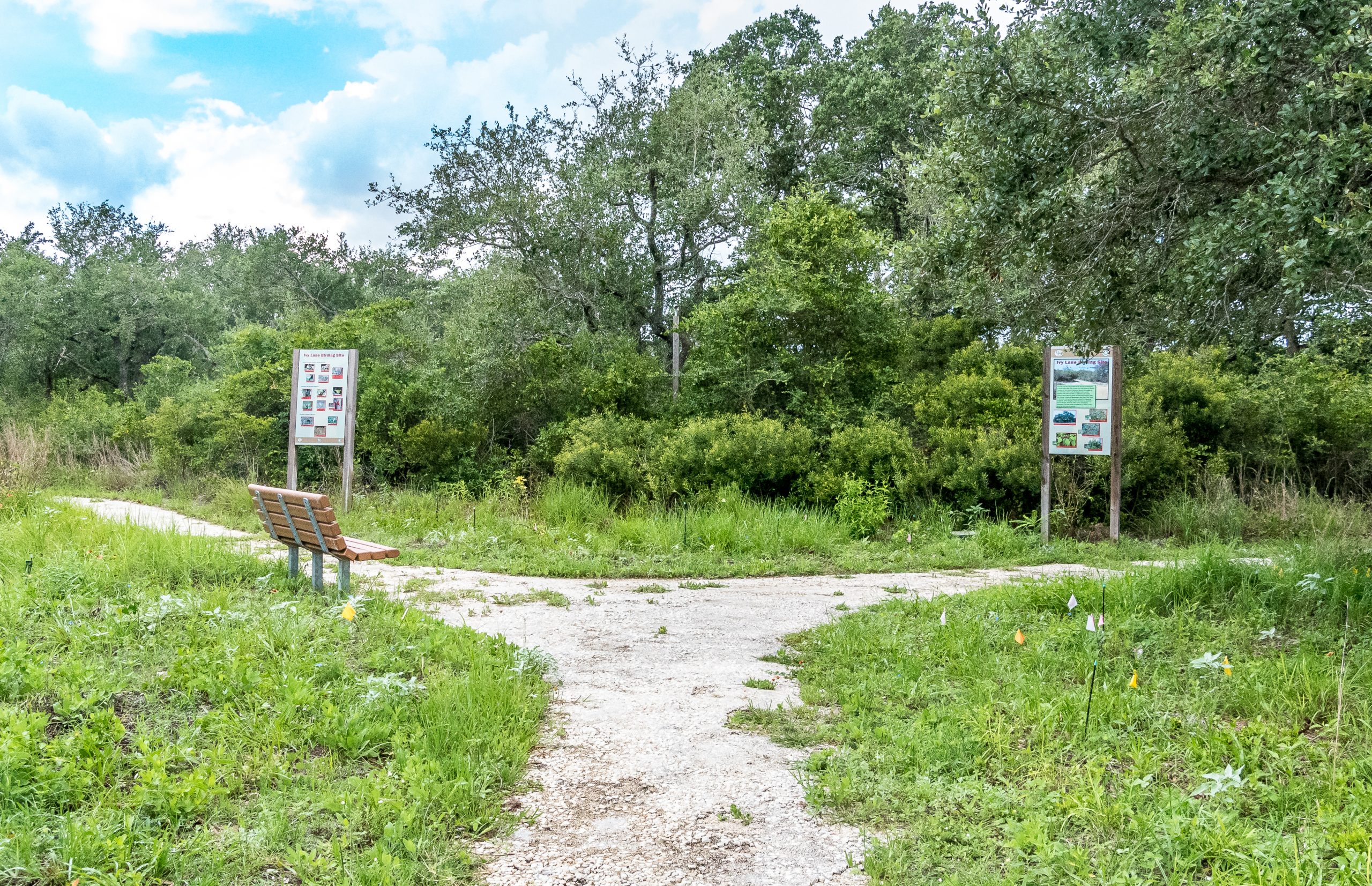 Aransas Pathways Birding Ivy Lane