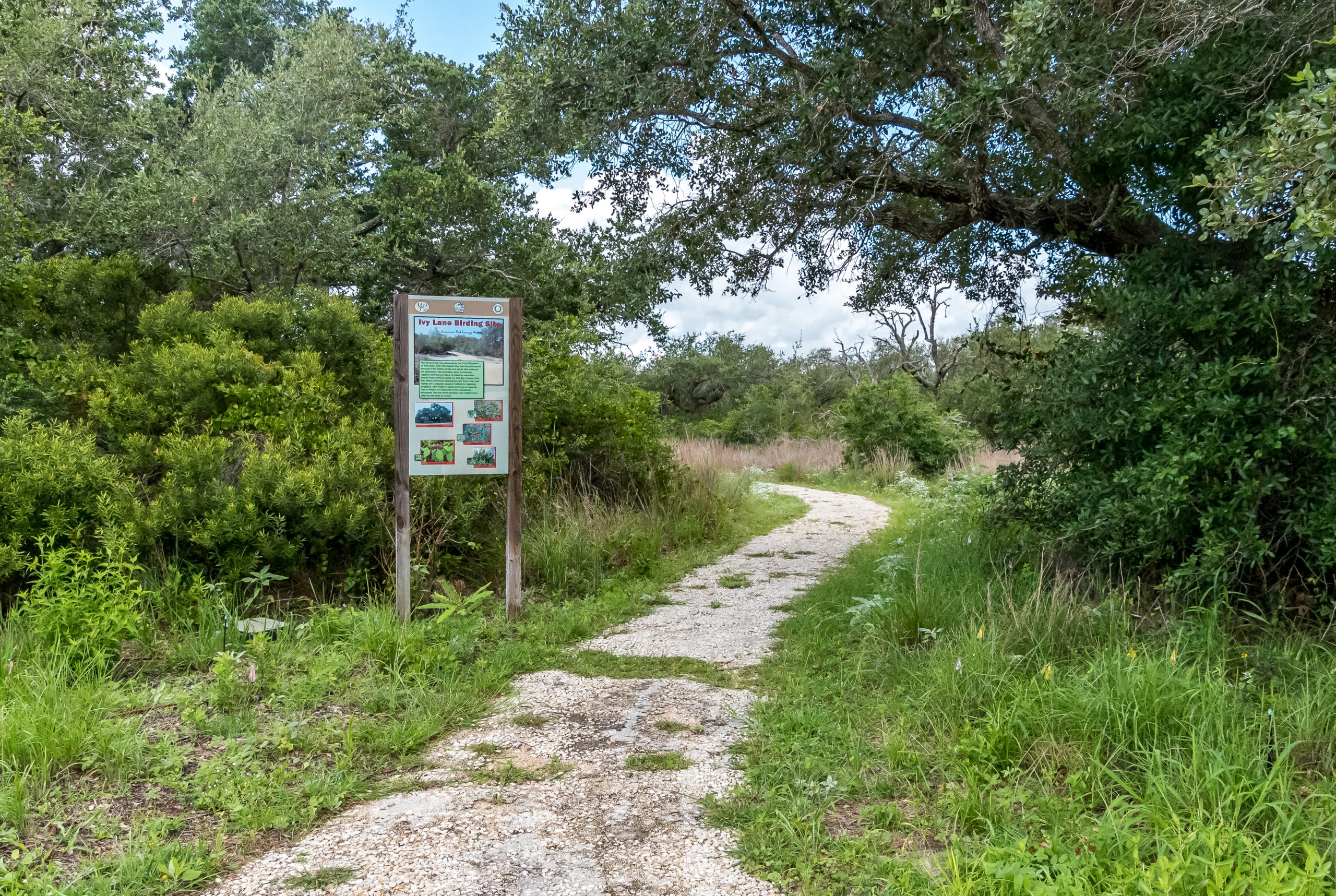 Aransas Pathways Birding Ivy Lane