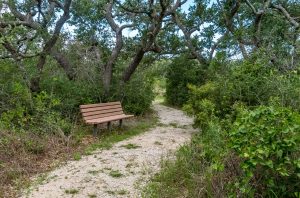 Aransas Pathways Birding Ivy Lane