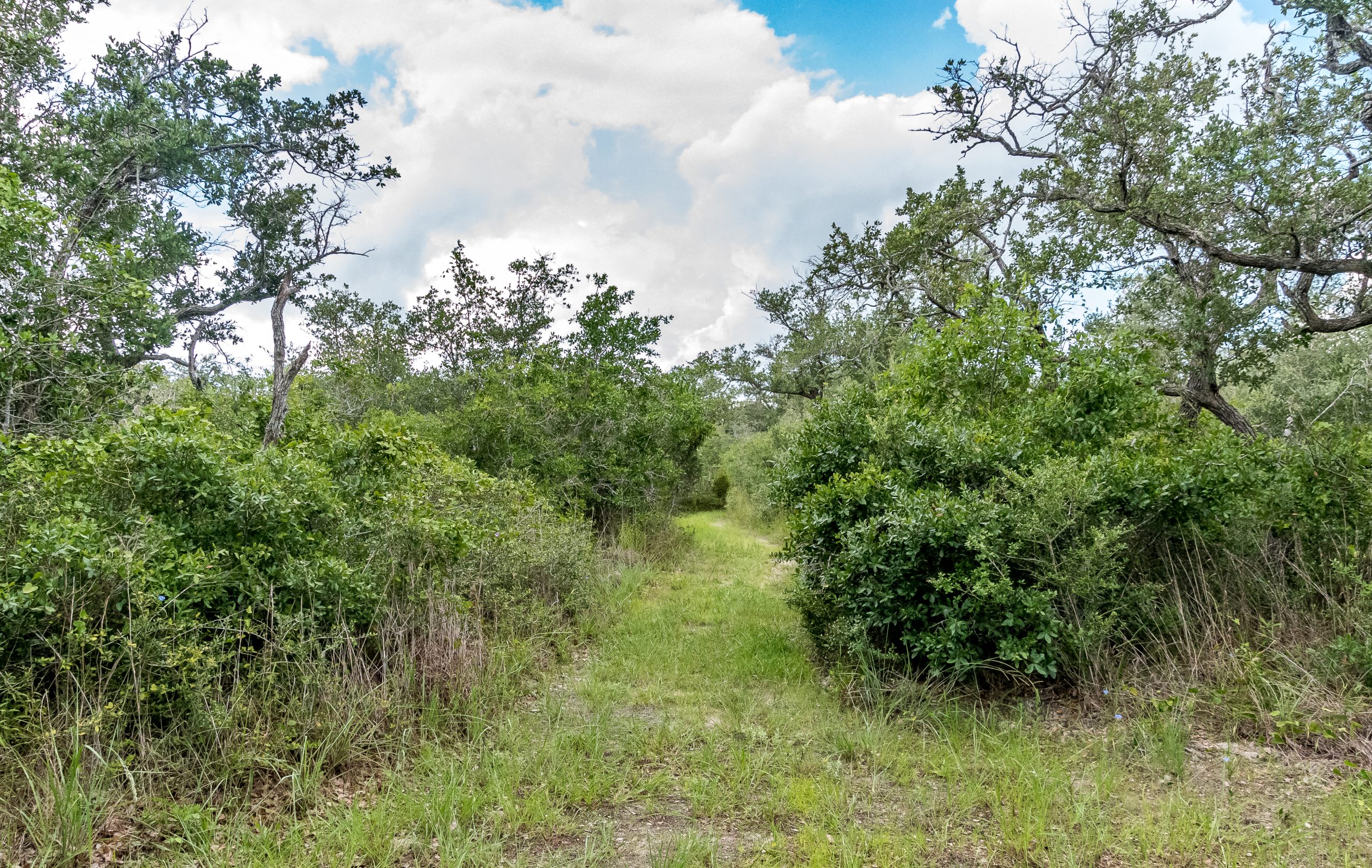 Aransas Pathways Birding Ivy Lane