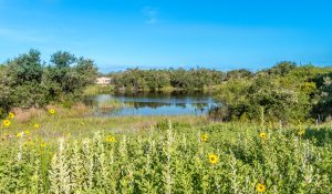 Aransas Pathways Birding Castro Nature Sanctuary