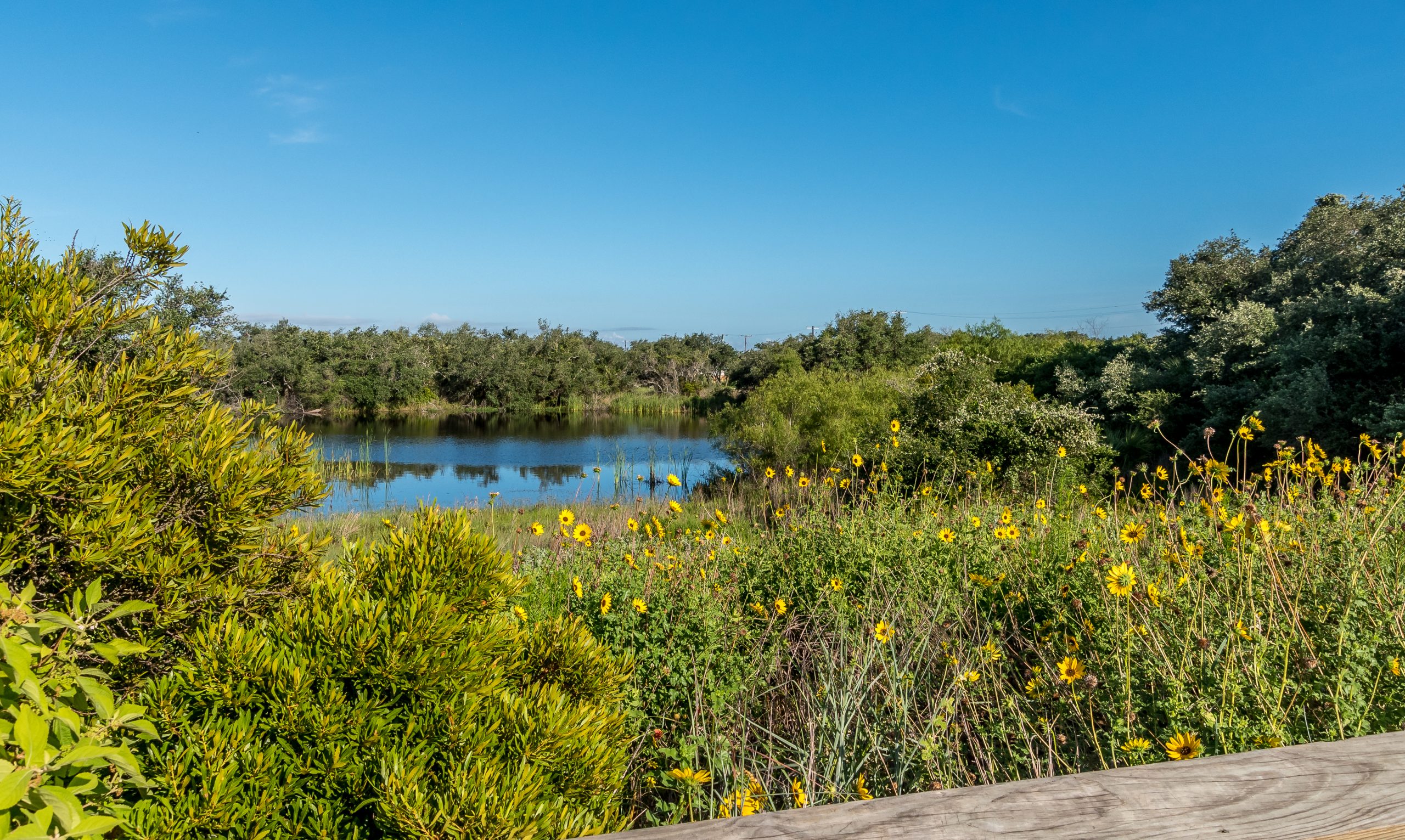 Aransas Pathways Birding Castro Nature Sanctuary