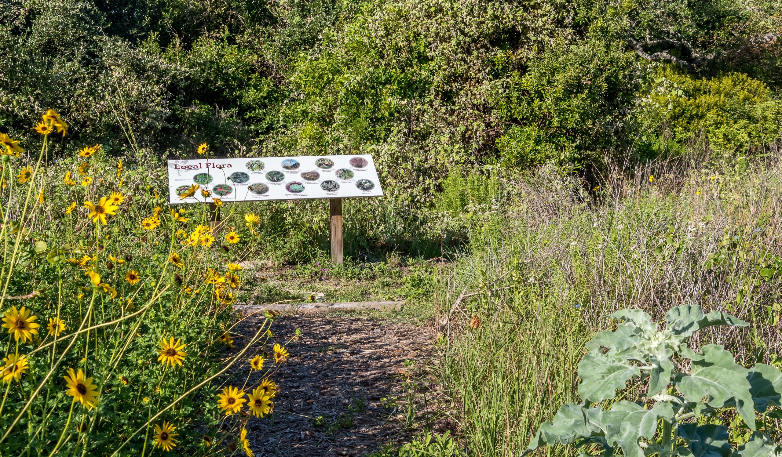 Aransas Pathways Birding Castro Nature Sanctuary