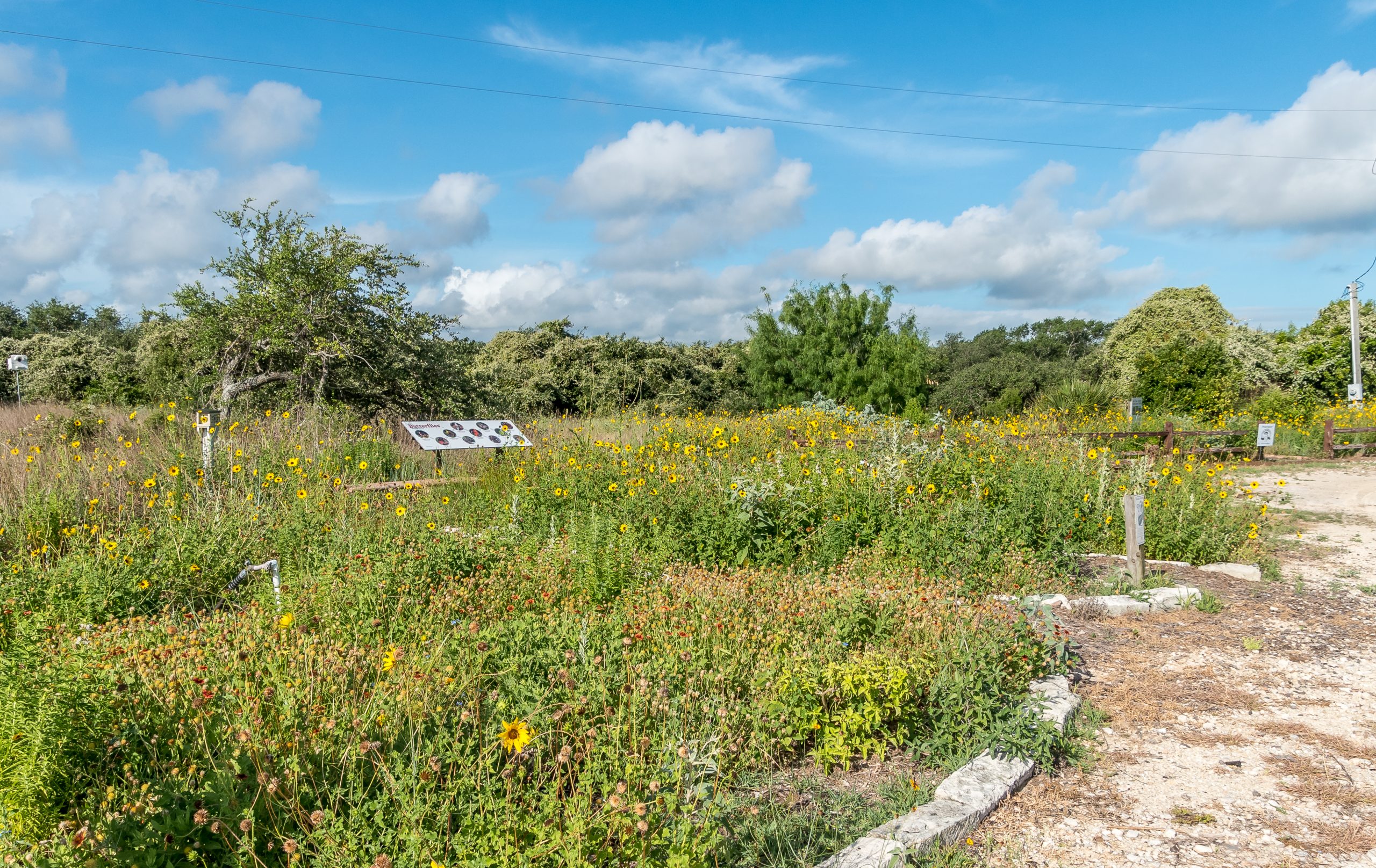 Aransas Pathways Birding Castro Nature Sanctuary