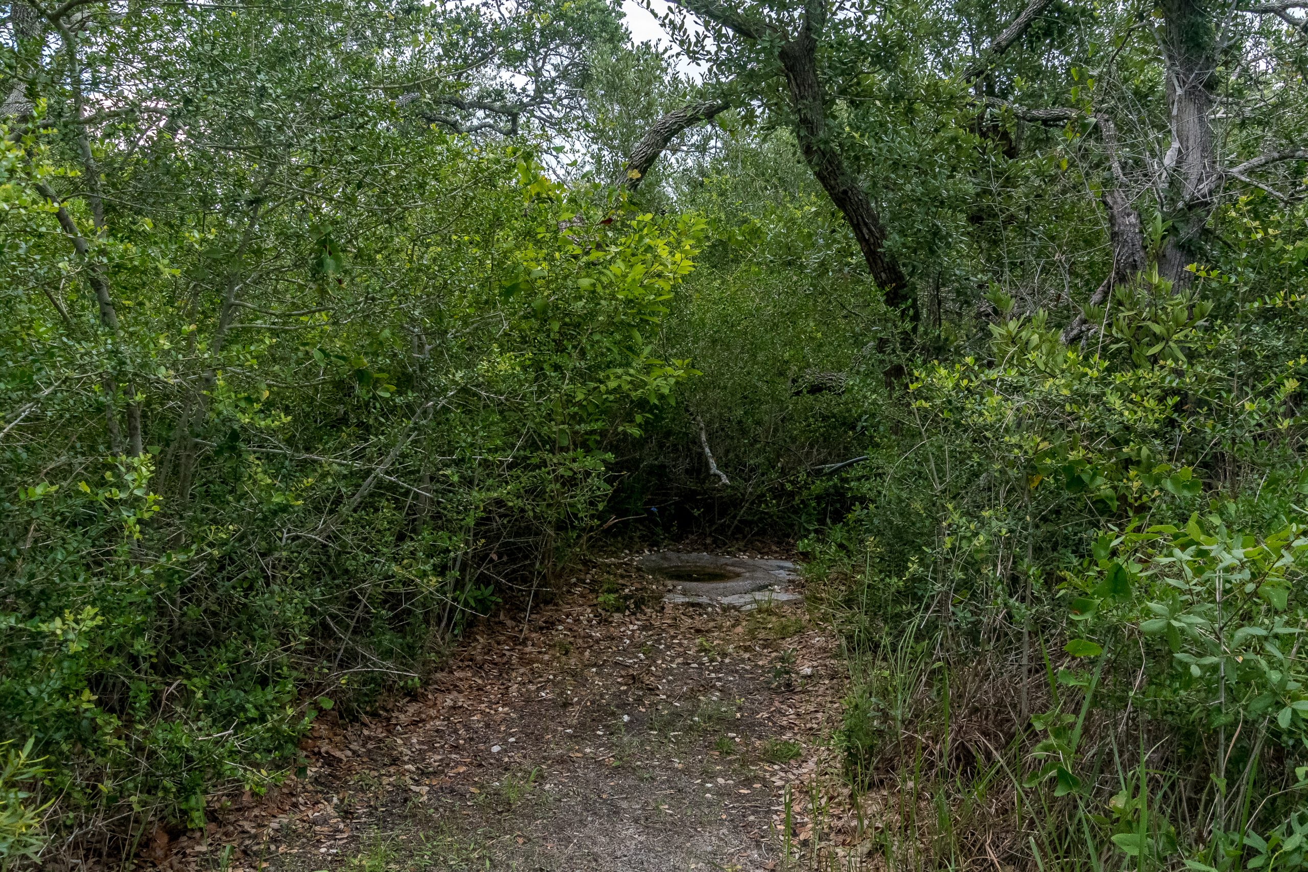 Aransas Pathways Birding Ivy Lane