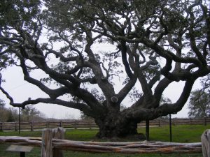 Aransas County Birding Big Tree Goose Island State Park