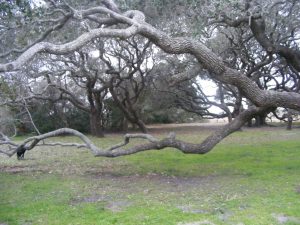 Aransas County Birding Big Tree Goose Island State Park