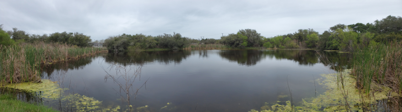 Aransas Pathways Birding Castro Nature Sanctuary 5