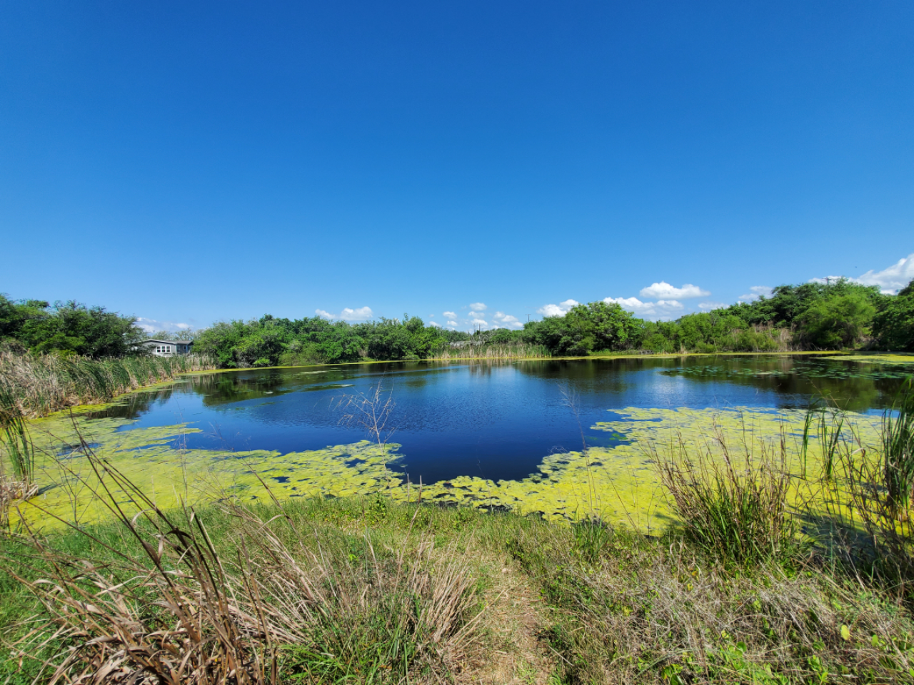 Aransas Pathways Birding Castro Nature Sanctuary 4