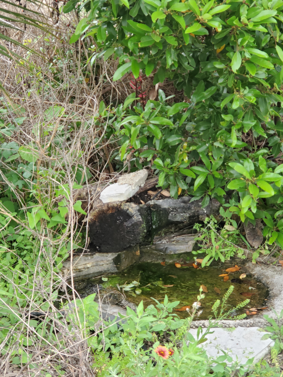 Aransas Pathways Birding Castro Nature Sanctuary 2