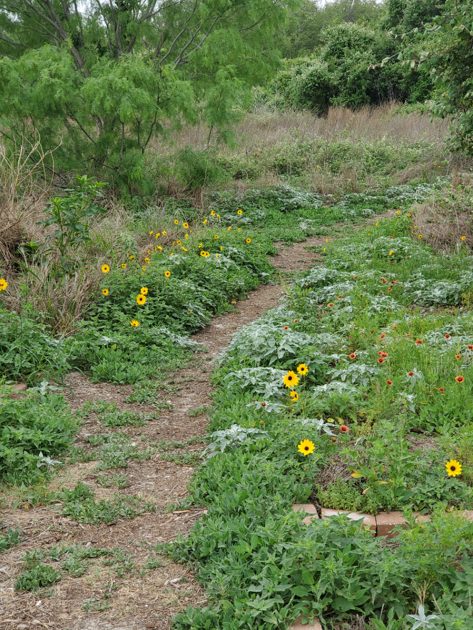 Aransas Pathways Birding Castro Nature Sanctuary 3