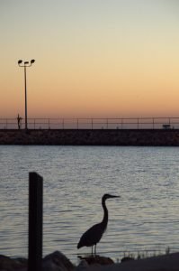 Aransas Pathways Birding Fulton Harbor