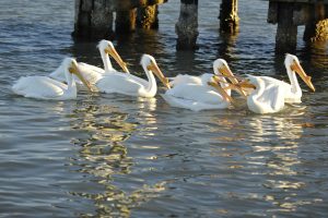 Aransas Pathways Birding Fulton Harbor