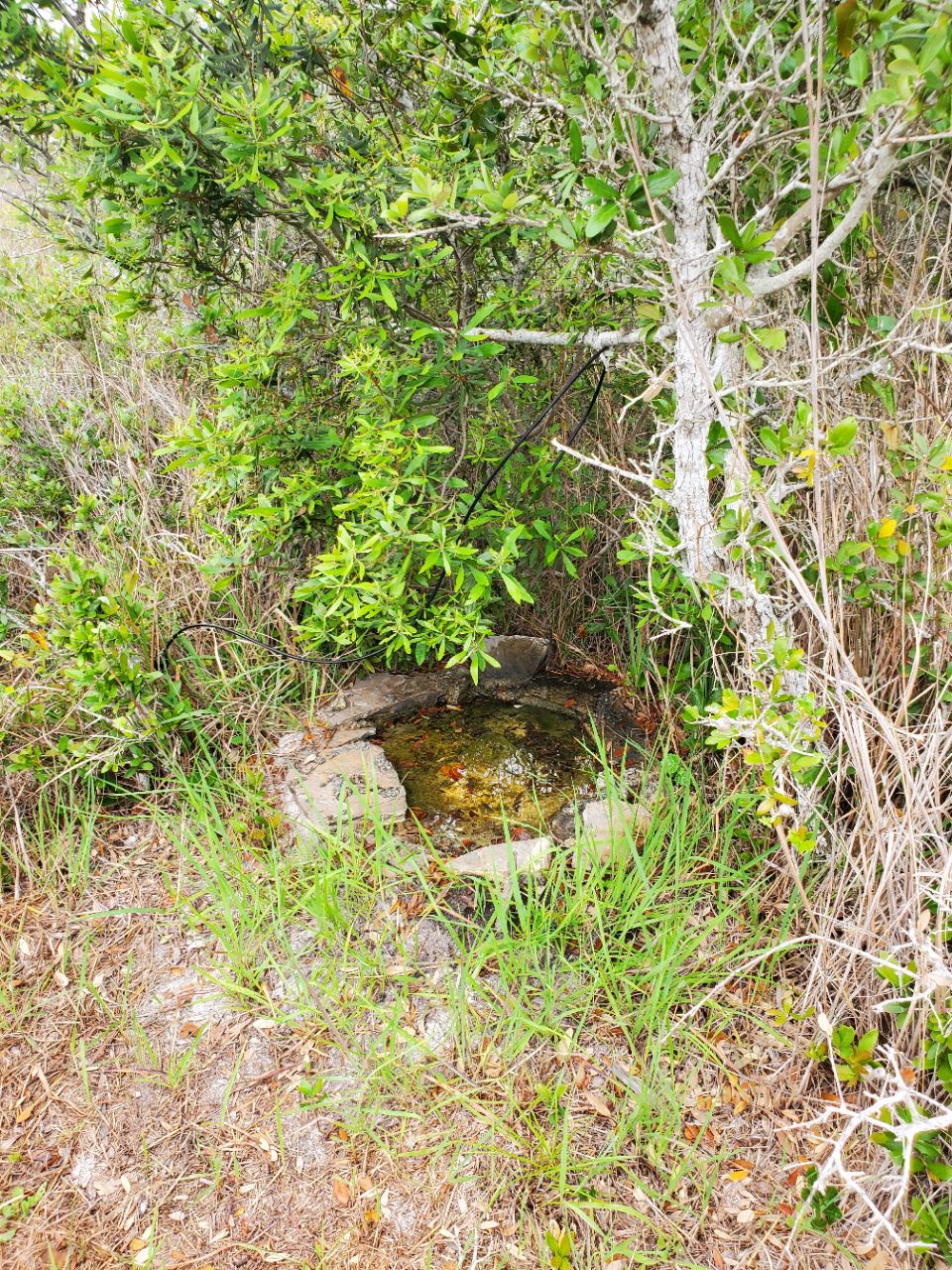 Aransas Pathways Birding Henderson Habitat Preserve