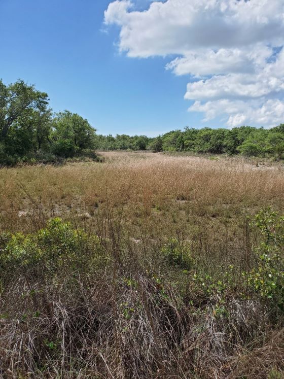 Aransas Pathways Birding Henderson Habitat Preserve