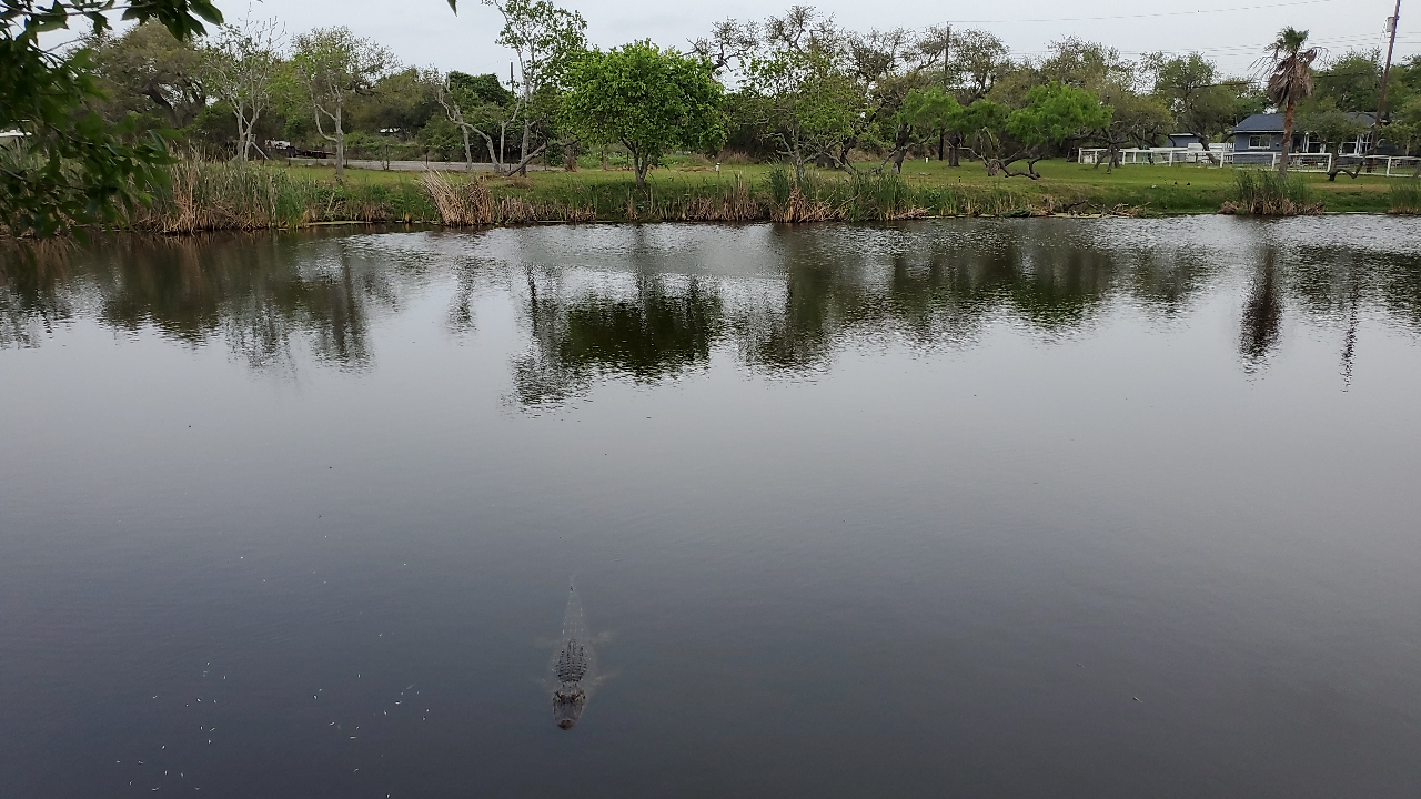 Aransas Pathways Birding Holiday Beach Pond