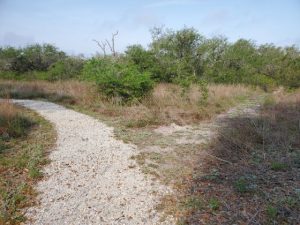 Aransas Pathways Birding Ivy Lane