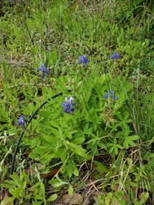 Aransas Pathways Birding Ivy Lane