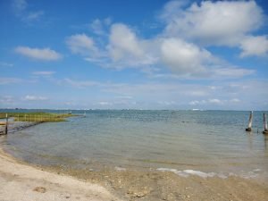 Aransas pathways Kayaking Birding Port Bay