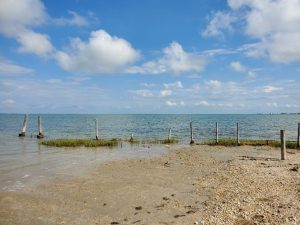 Aransas pathways Kayaking Birding Port Bay