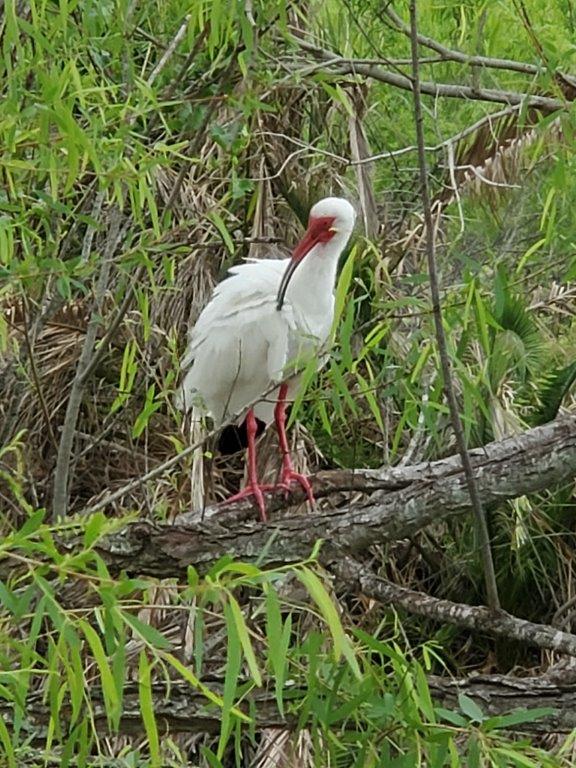 Aransas Pathways Center - Pavilion & Bridge Tule Creek West