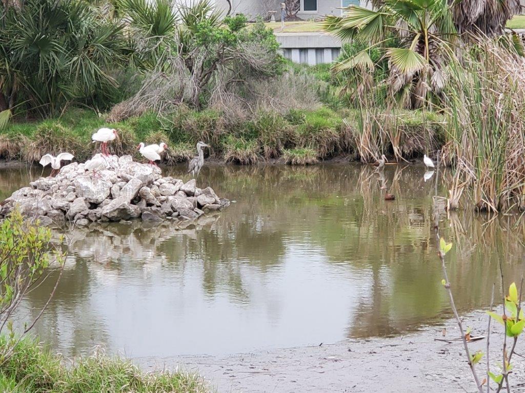 Aransas Pathways Center - Pavilion & Bridge Tule Creek West