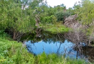 Aransas Pathways Birding Tule Creek East Demo Garden