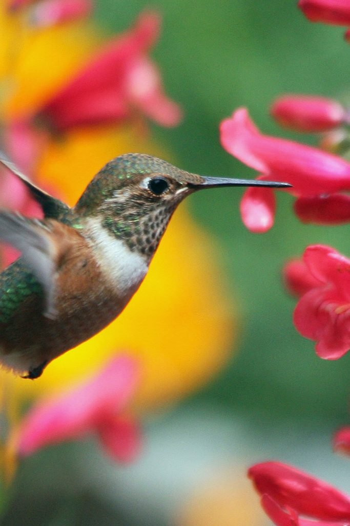 Aransas Pathways Birding Sites Hummingbird