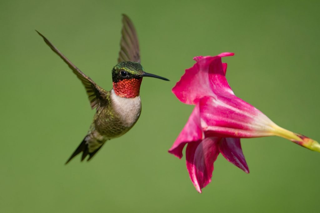 Aransas Pathways Birding Sites Hummingbird