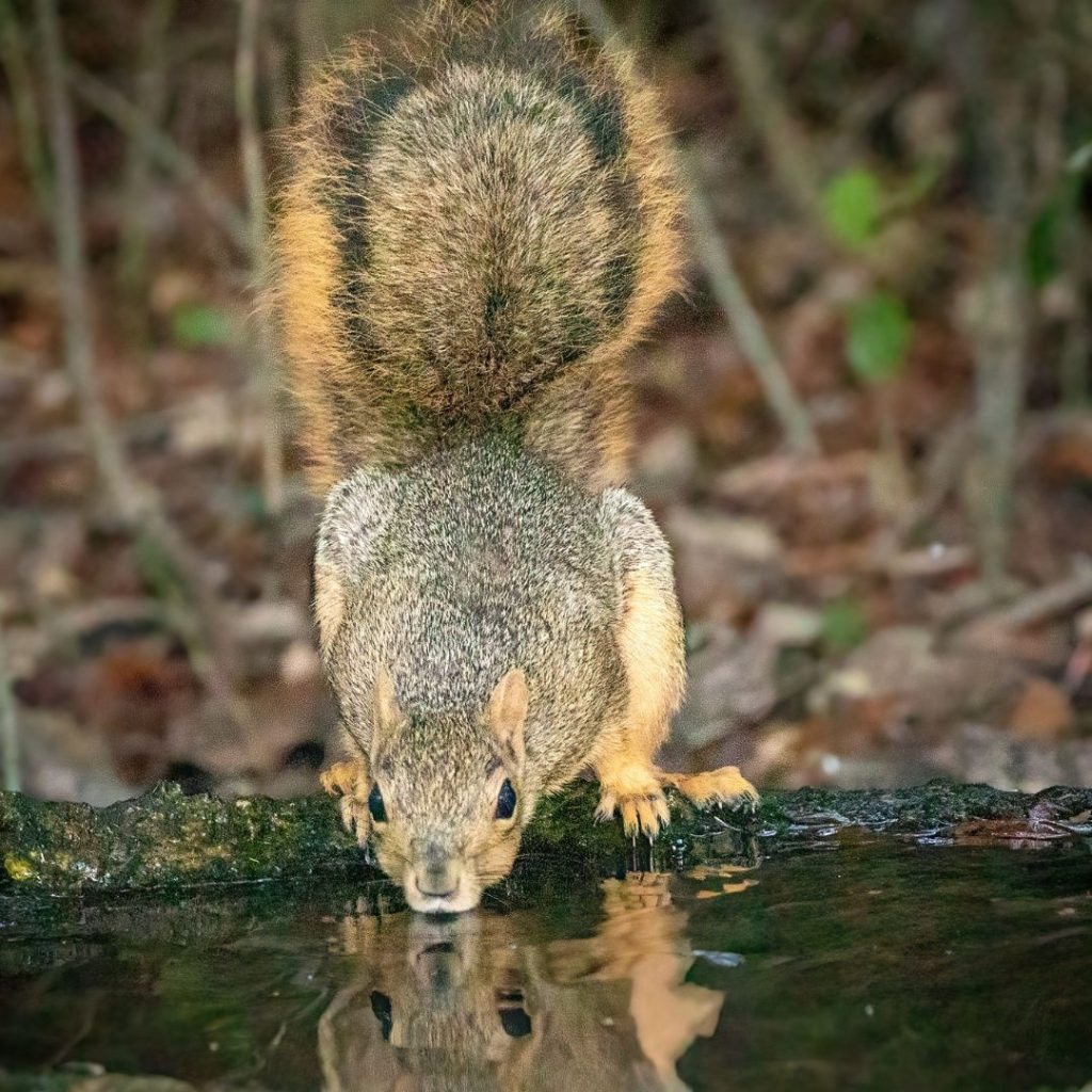 Aransas Pathways Squirrel