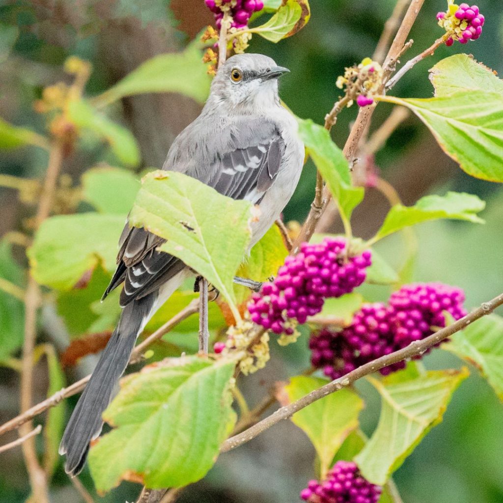 Aransas Pathways Bird