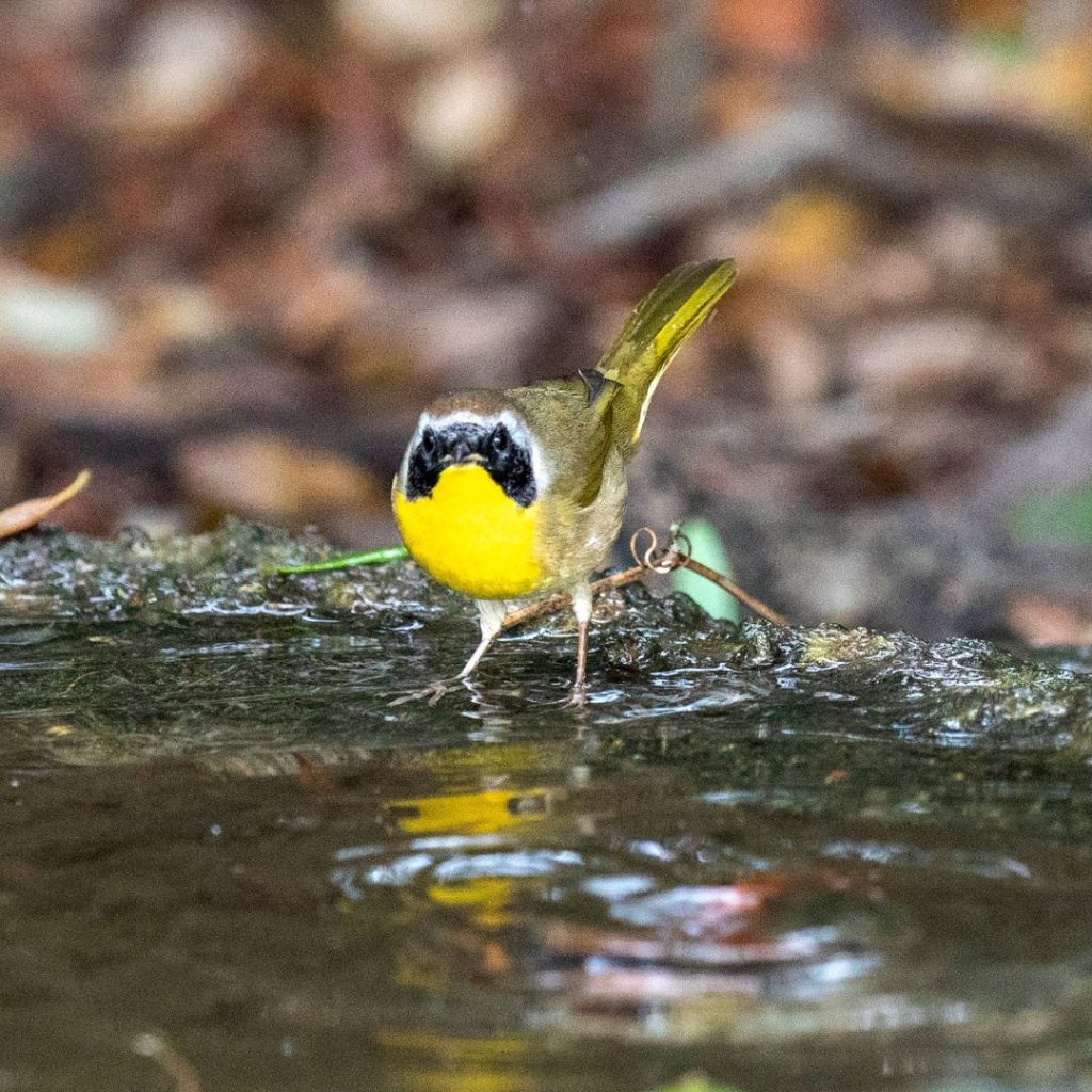 Aransas Pathways Bird