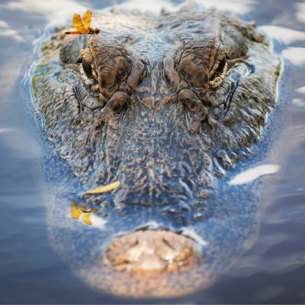 Aransas Pathways Alligator