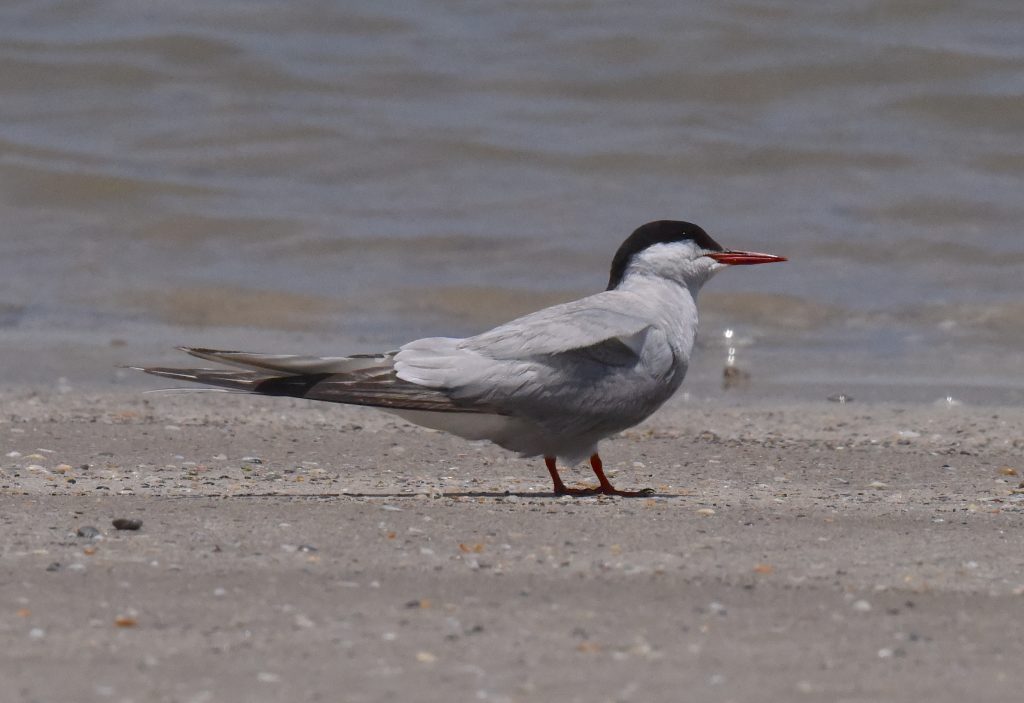 ARTE adult at NPI on 7-22-2026.5