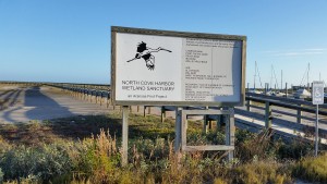 Cove-Harbor-Sanctuary-Wetlands-Birding-7