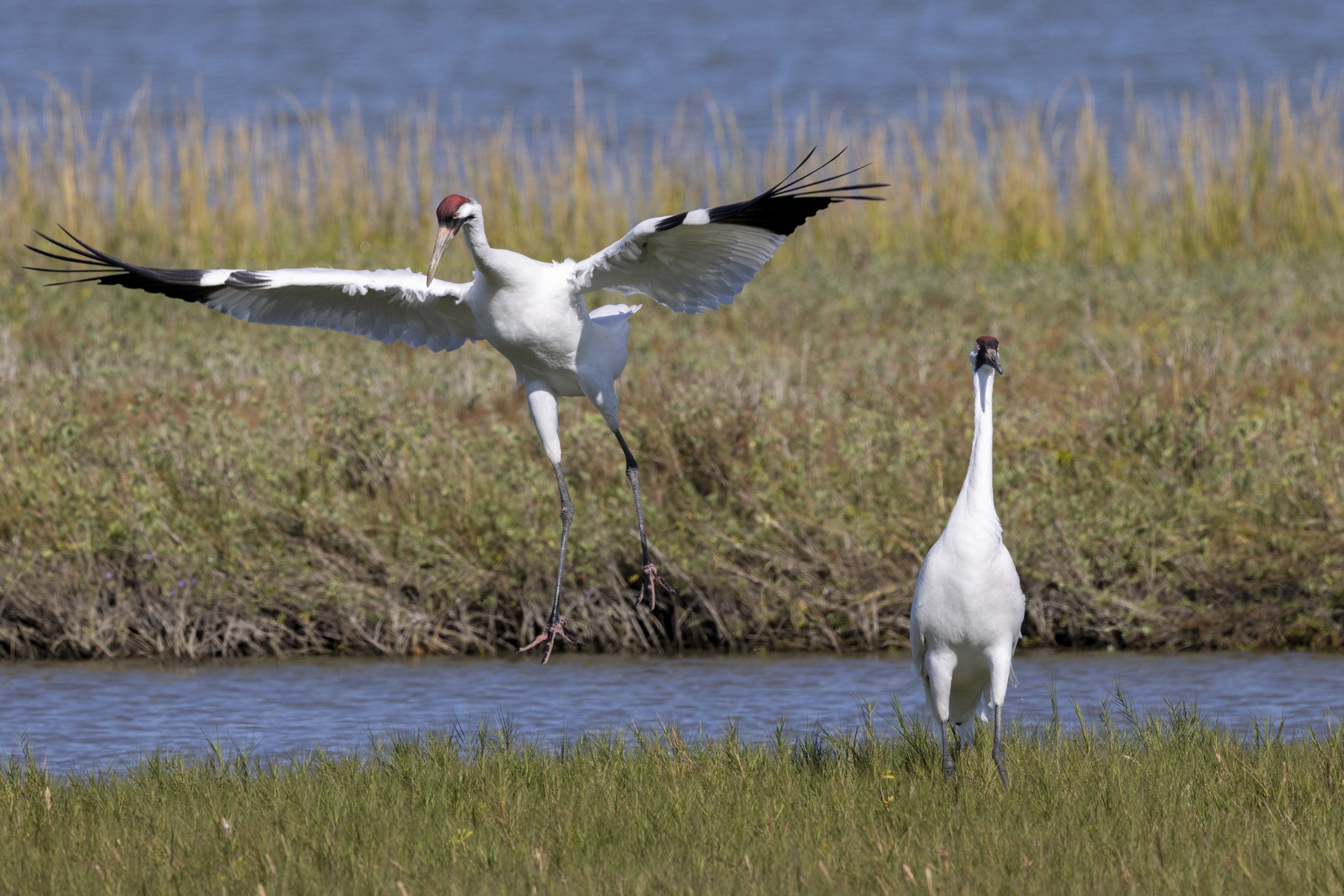 Lamar Burton Wetlands Sanctuary – Aransas Pathways